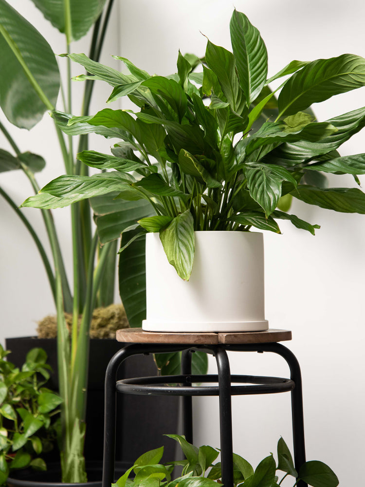 Amazon Lifestyle White Pot