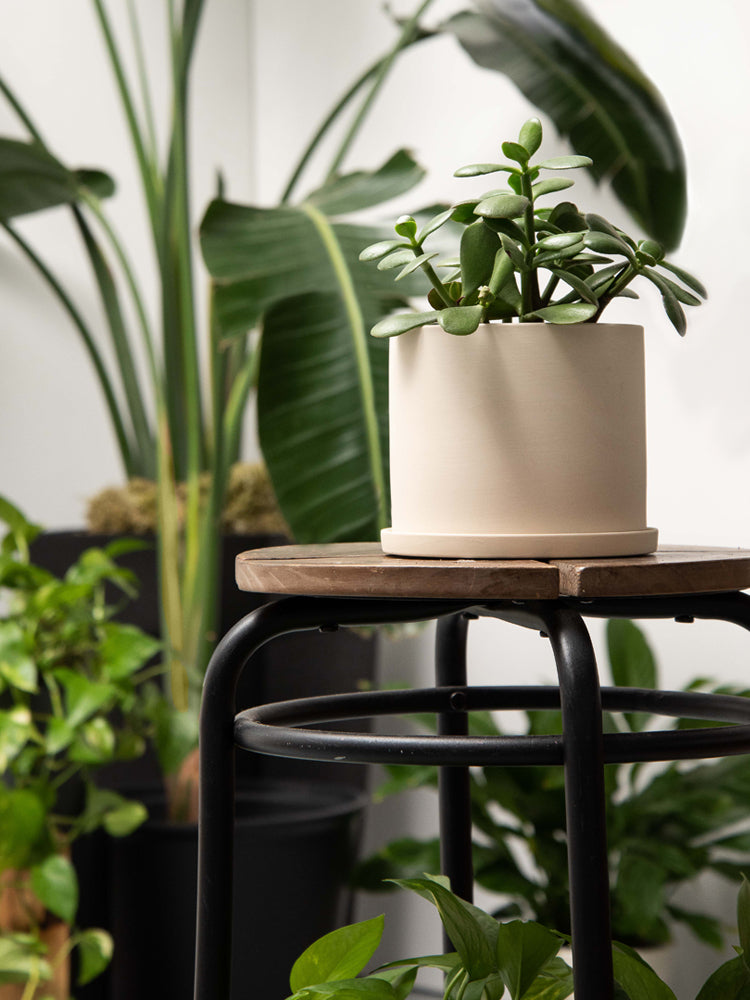 Amazon Lifestyle Small Beige Pot