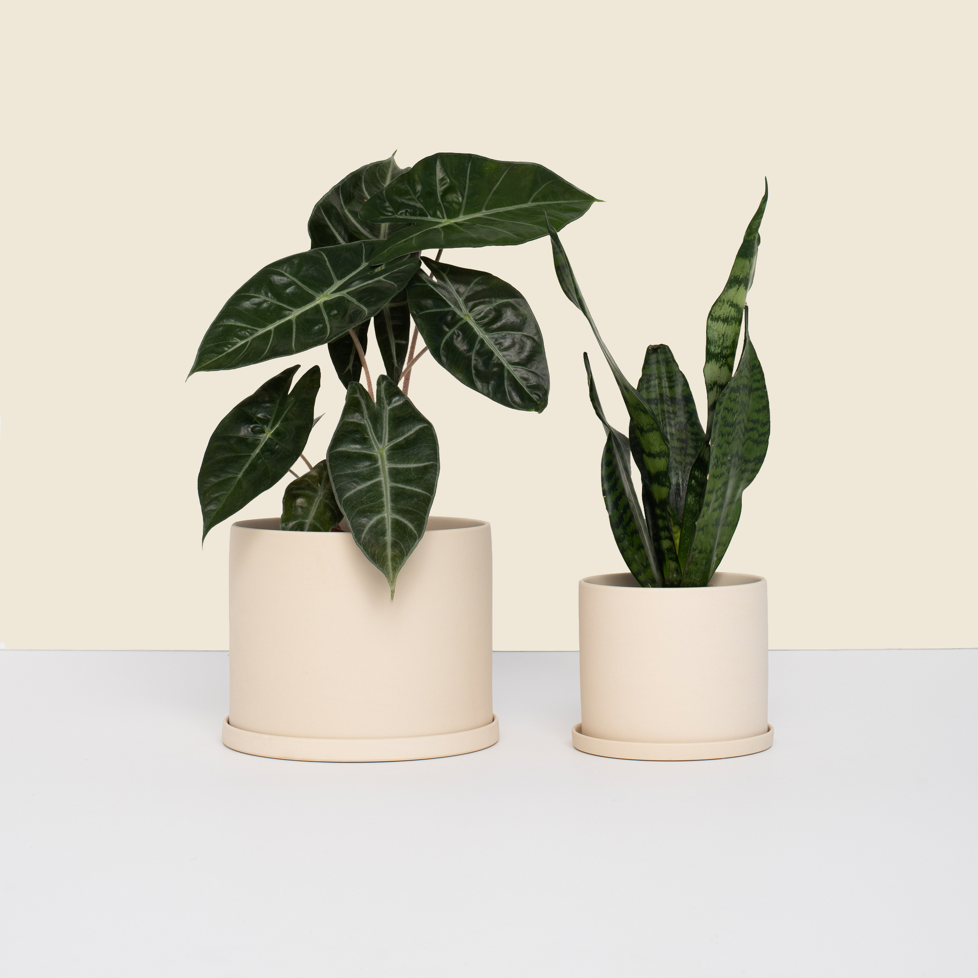 Beige Pot Bundle for Plants