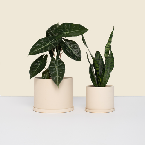 Beige Pot Bundle for Plants