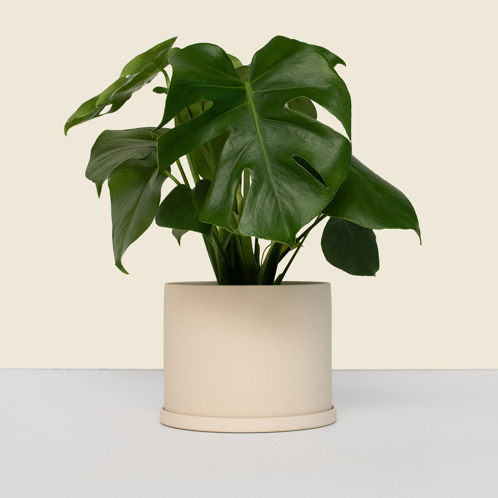 Medium Beige Plant Pot