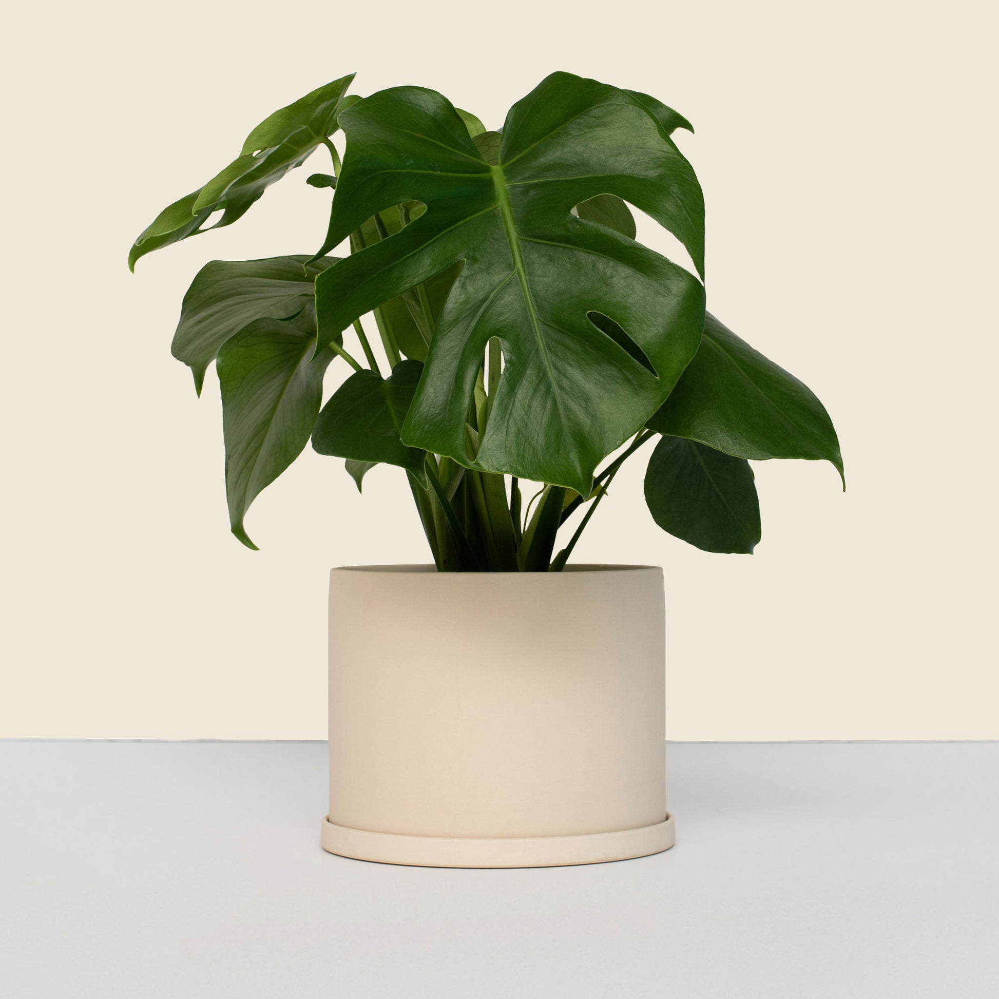 Medium Beige Plant Pot