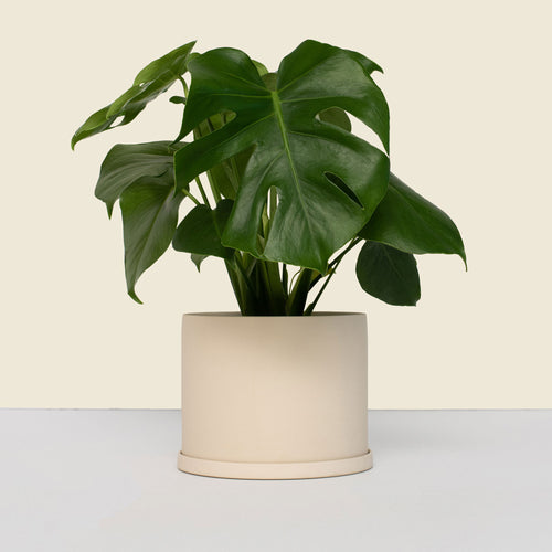 Medium Beige Plant Pot