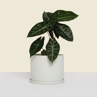 Medium Stone Planter