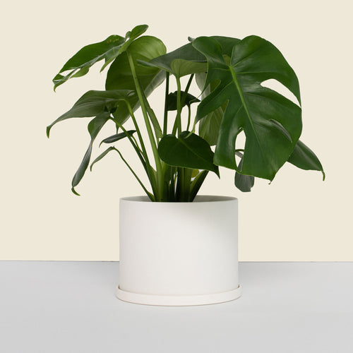 Medium White Planter