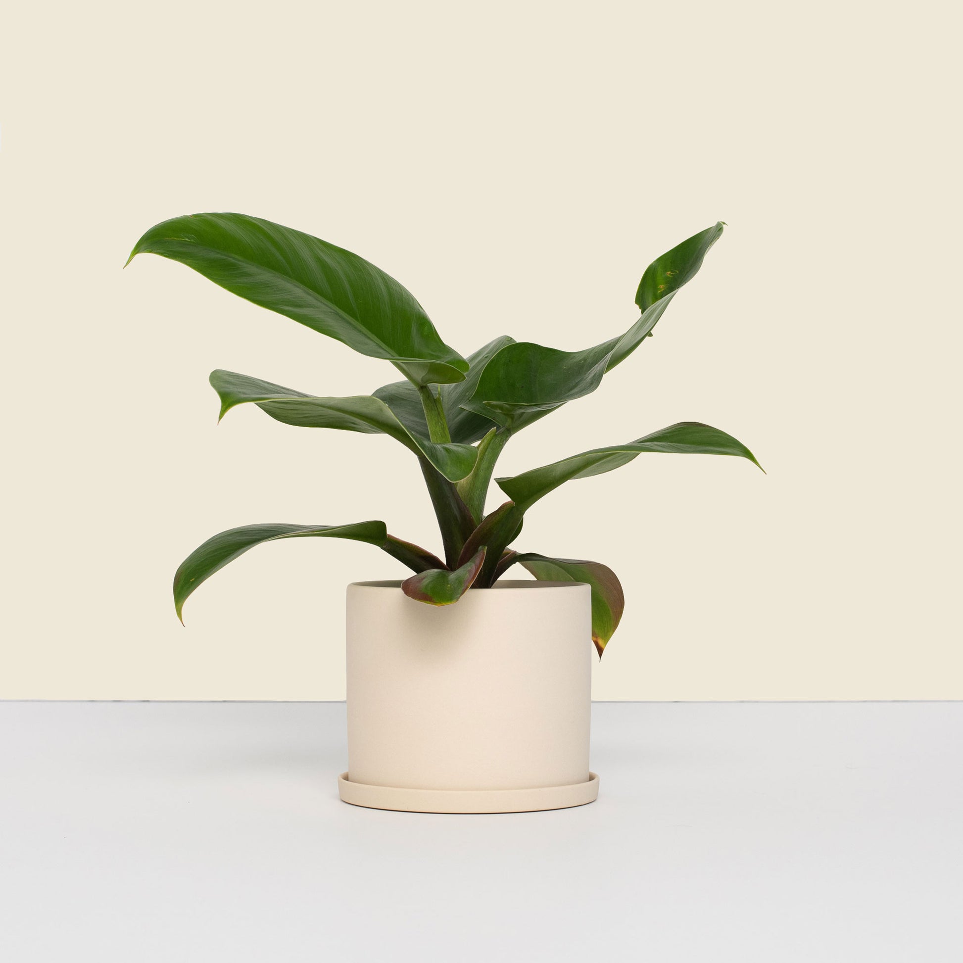    Small Beige Plant Pot